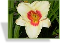 Taglilie, Hemerocallis hybride 'Pandoras Box'