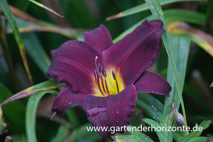 Taglilie, Hemerocallis x cult.'Bela Lugosi'