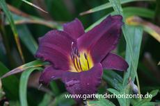Taglilie, Hemerocallis x cult.'Bela Lugosi'