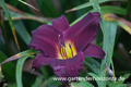 Taglilie, Hemerocallis x cult.'Bela Lugosi'