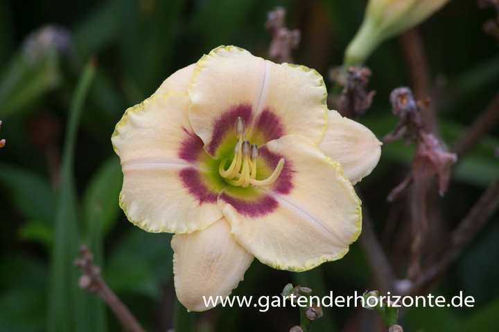 Taglilie, Hemerocallis x cult.'Custard Candy'