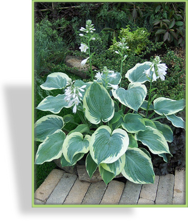 Funkie, Blaue Goldrandfunkie, Hosta hybride 'American Halo'