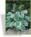 Funkie, Blaue Goldrandfunkie, Hosta hybride 'American Halo'