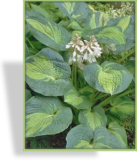 Funkie, Blaue Goldrandfunkie, Hosta sieboldiana 'Great Expectations'