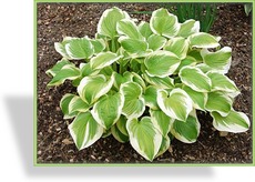 Funkie, Blaue Goldrandfunkie, Hosta hybride 'Shade Fanfare'