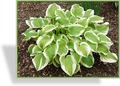Funkie, Blaue Goldrandfunkie, Hosta hybride 'Shade Fanfare'