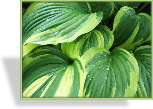 Funkie, Blaue Goldrandfunkie, Hosta hybride 'Twilight'