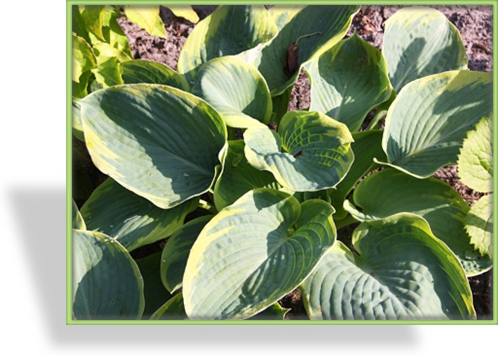 Funkie, Blaue Goldrandfunkie, Hosta sieboldiana 'Frances Williams'