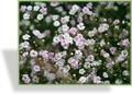 Schleierkraut, Teppich-Schleierkraut, Gypsophila repens 'Rosenschleier'