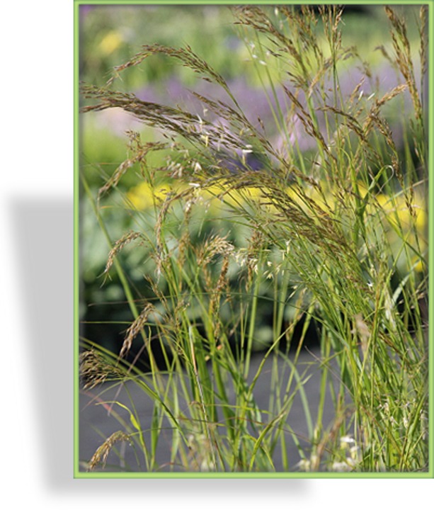 Ziergras, Silberährengras, Achnatherum calamagrostis