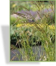 Ziergras, Silberährengras, Achnatherum calamagrostis