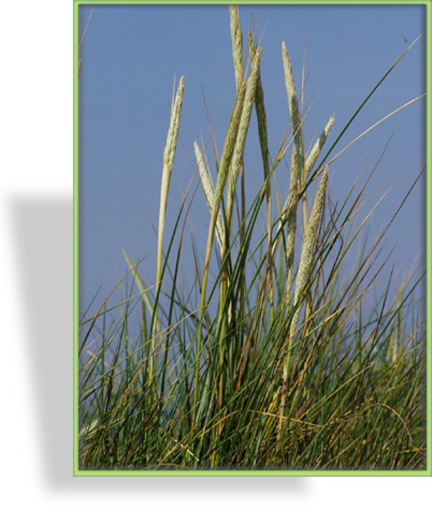 Ziergras, Blaustrandhafer, Ammophila arenaria