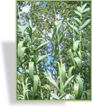 Ziergras, Pfahlrohr, Arundo donax