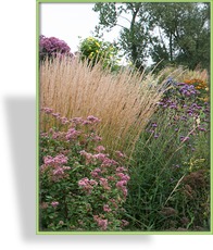 Ziergras, Reitgras, Calamagrostis acutiflora 'Karl Foerster'