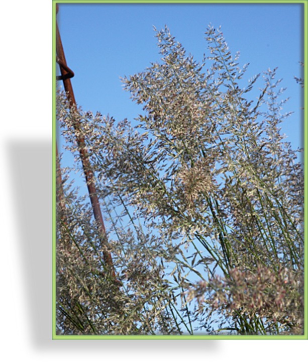 Ziergras, Reitgras, Calamagrostis acutiflora 'Waldenbuch'