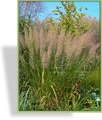 Ziergras, Silberährengras, Calamagrostis brachytricha