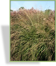 Ziergras, Waldschmiele, Deschampsia cespitosa 'Goldschleier'