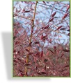 Ziergras, Liebesgras, Eragrostis spectabilis