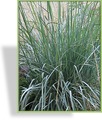 Ziergras, Magellangras, Agropyron magellanicum