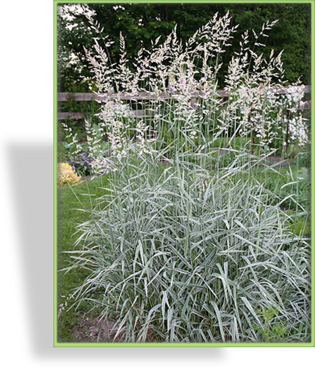 Ziergras, Rohrglanzgras, Phalaris arundinacea