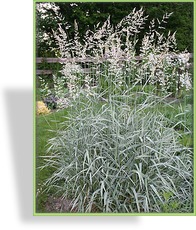Ziergras, Rohrglanzgras, Phalaris arundinacea