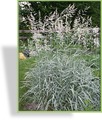 Ziergras, Rohrglanzgras, Phalaris arundinacea