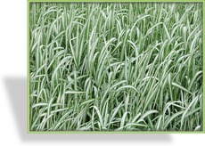 Ziergras, Rohrglanzgras, Phalaris arundinacea 'Feesey'
