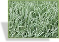 Ziergras, Rohrglanzgras, Phalaris arundinacea 'Feesey'
