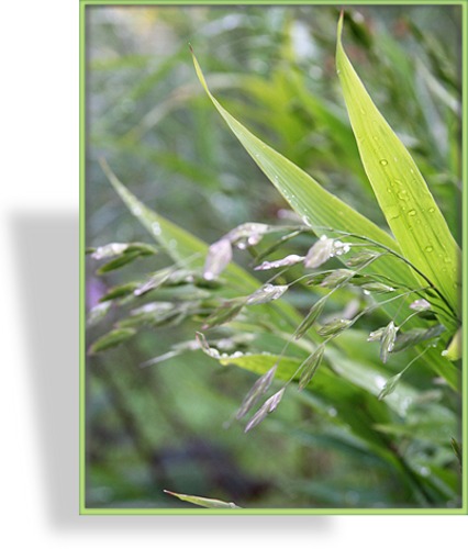 Ziergras, Plattährengras, Chasmanthium latifolium