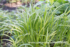 Gelbgetreiftes Reitgras, Calamagrostis x acutiflora 'England'