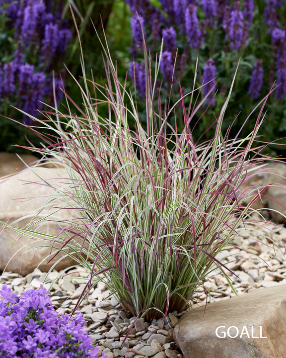 Präriegras, Schizachyrium scoparium 'Chameleon'