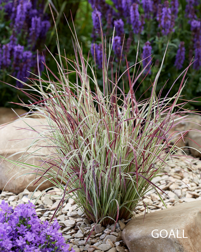 Präriegras, Schizachyrium scoparium 'Chameleon'