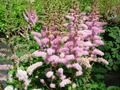 Prachtspiere, Chinesische Prachtspiere, Astilbe chinensis 'Pumila'