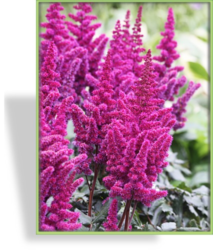 Prachtspiere, Chinesische Prachtspiere, Astilbe chinensis 'Visions in Red'