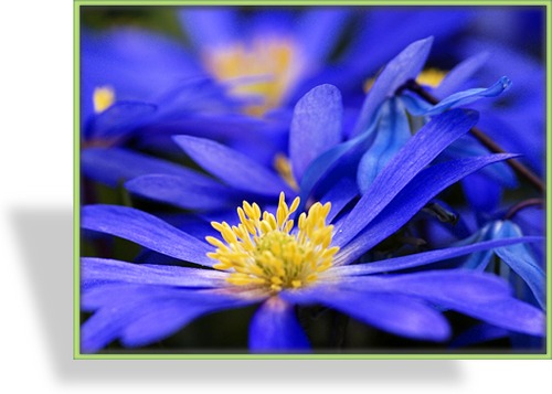 Waldwindröschen, Anemone blanda 'Blue Shades'