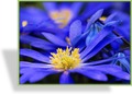 Waldwindröschen, Anemone blanda 'Blue Shades'