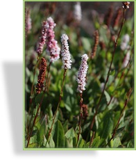 Knöterich, Teppichknöterich, Bistorta affinis 'Kabouter'