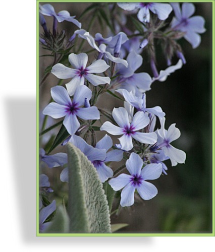 Phlox, Waldphlox, Phlox divaricata 'Chattahoochee'