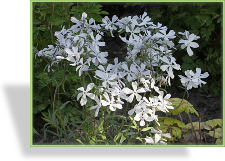 Phlox, Waldphlox, Phlox divaricata 'White Perfume'