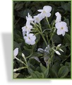 Phlox, Wanderphlox, Phlox stolonifera 'Ariane'