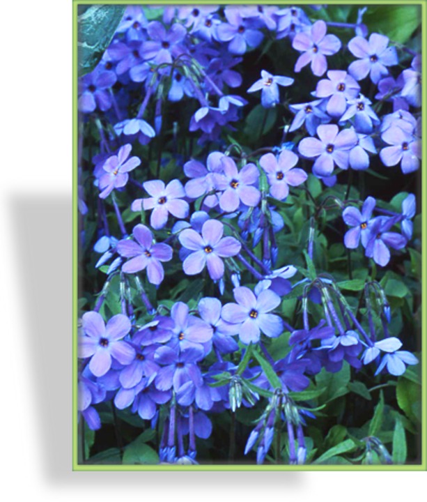 Phlox, Wanderphlox, Phlox stolonifera 'Blue Ridge'