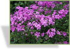 Phlox, Wanderphlox, Phlox stolonifera 'Home Fires'