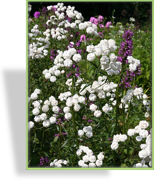 Schafgarbe, Sumpfschafgarbe, Achillea ptarmica 'The Pearl'