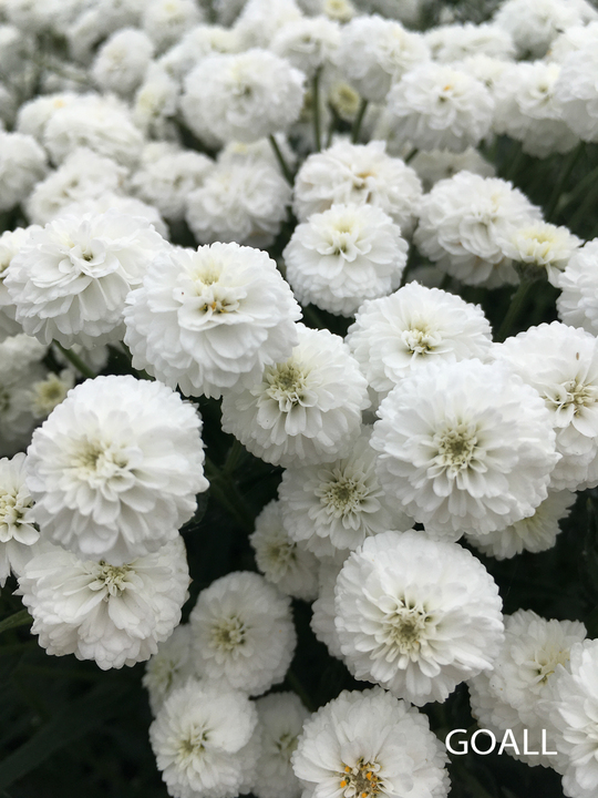 Bertrams-Garbe, Achillea ptarmica 'Peter Cottontail'