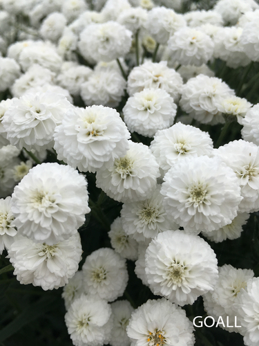 Bertrams-Garbe, Achillea ptarmica 'Peter Cottontail'