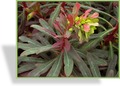 Wolfsmilch, Mandelblättrige Wolfsmilch, Euphorbia amygdaloides 'Purpurea'