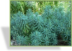 Wolfsmilch, Palisaden-Wolfsmilch, Euphorbia characias ssp. wulfenii