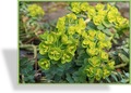 Wolfsmilch, Gold-Wolfsmilch, Euphorbia polychroma
