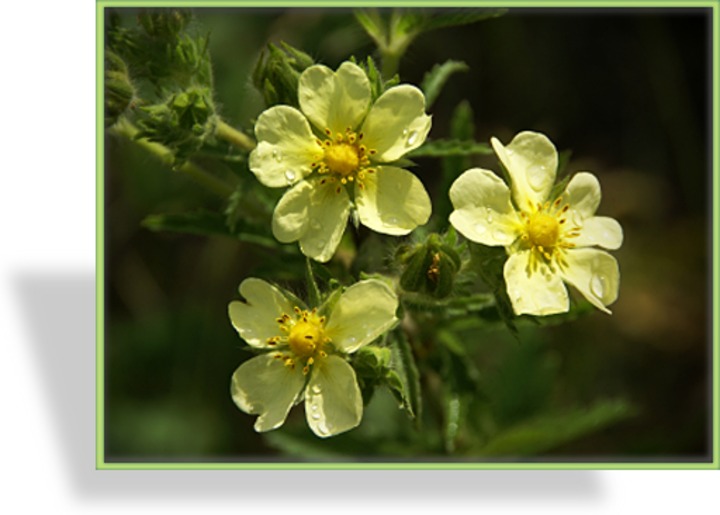 Fingerkraut, Frühlingsfingerkraut, Potentilla neumanniana