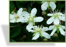 Fingerkraut, Polsterfingerkraut, Potentilla tridentata 'Nuuk'